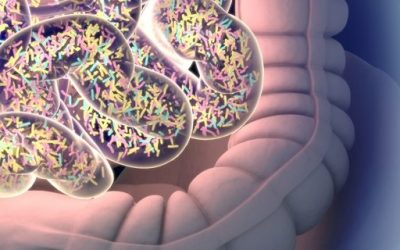 Bacteria in Patients’ Guts Show Changes That May Weigh on Disease